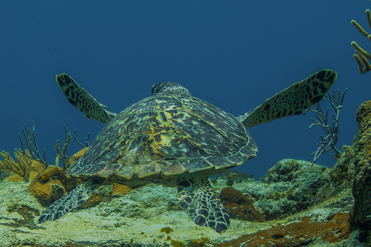 Florida: Marine Wildlife Initiative™ - GLA