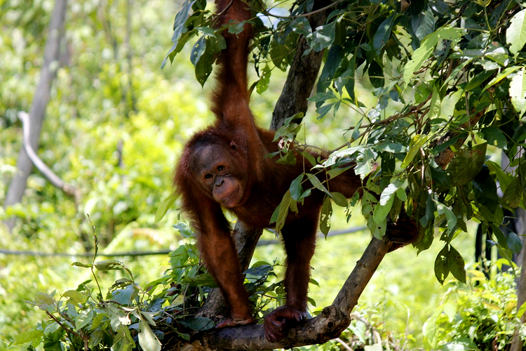 Sumatra: Orangutan Conservation Expedition™ - GLA